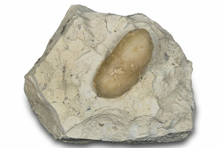 Eocene Fossil Snake Egg - Bouxwiller, France #293116